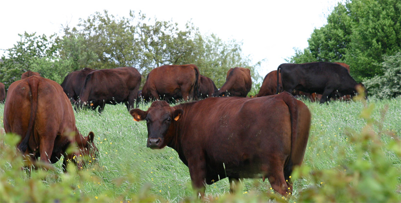 troupeau vache de normandie nord laitière fromage la rouge flamande