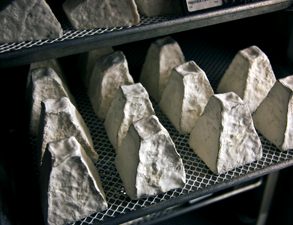 Condor's Ruin, lait de brebis Condor's ruin, lait brebis