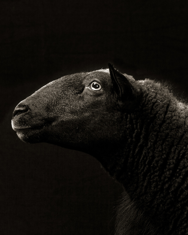 Opie - Les brebis de Kevin Horan