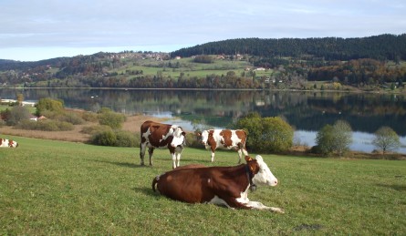 Vaches de race montbéliarde et simmental en pâturage dans le Jura vache race montbéliarde et Simmental montagne Jura
