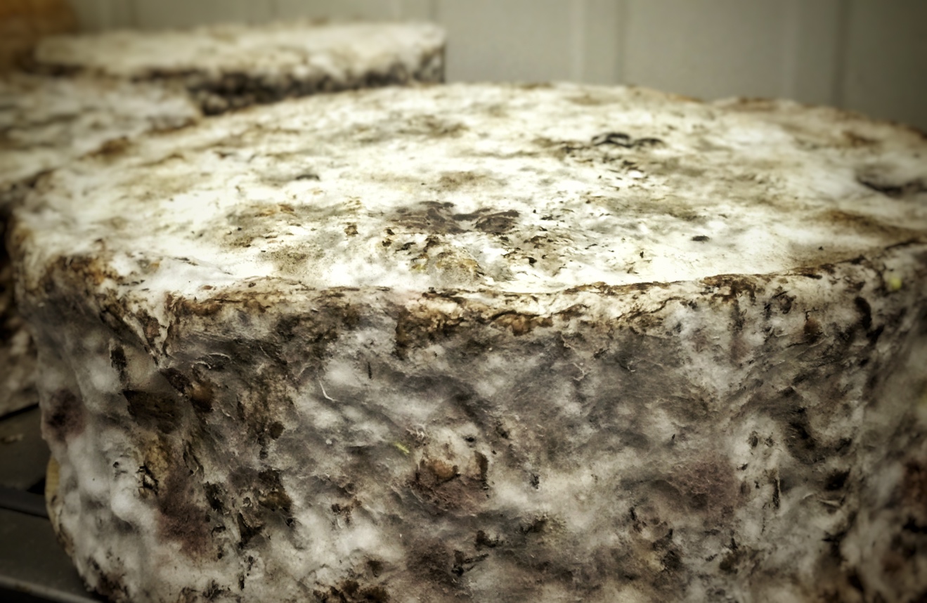 croûte fromage cave affinage