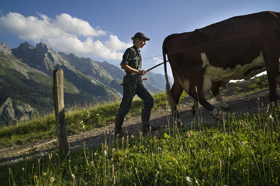 eleveur en montagne